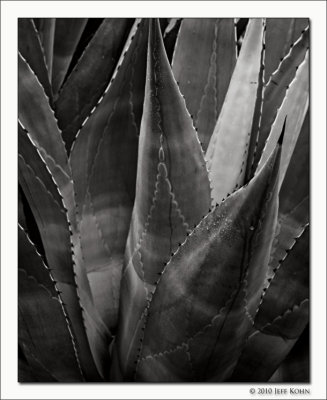 Agave Study III