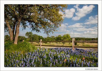 Bluebonnets and Fence, Burnet County