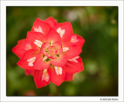 Paintbrush Detail