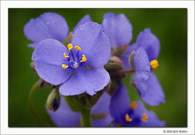 Spiderwort