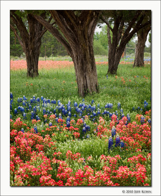 Paintbrush, Bluebonnets, and Tree Trunks, Llano County