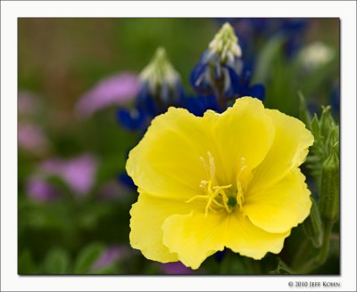 Missouri Primrose