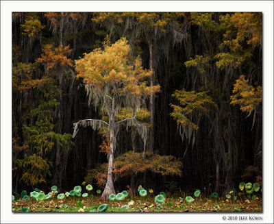 Caddo Lake, October 2010