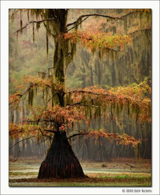 Caddo Lake #2