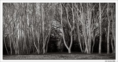 Trees, Panorama 1