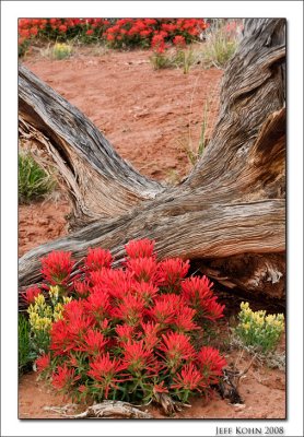 Desert Paintbrush