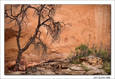 Pictographs and Tree