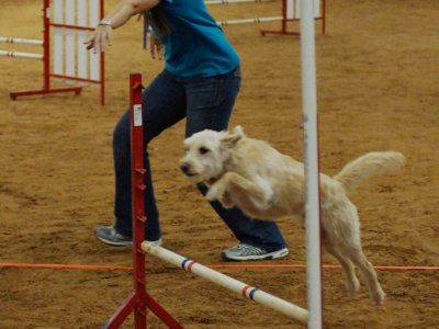 Agility Trial, April 14, 2012