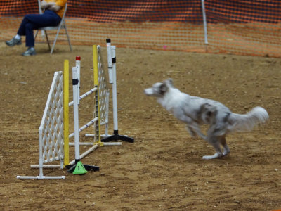 ECSCA Agility Trial, July 1, 2012 Group C
