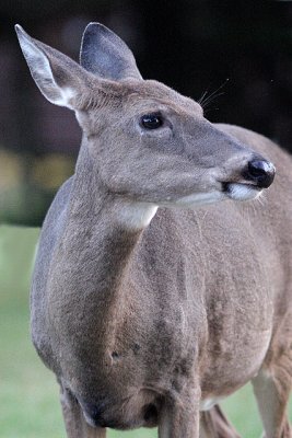 Cabin Deer