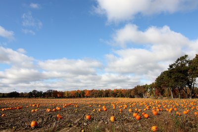 IMG_8411 800.jpg