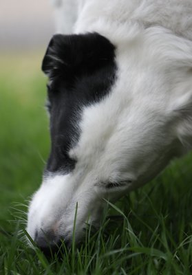 A little grass for breakfast