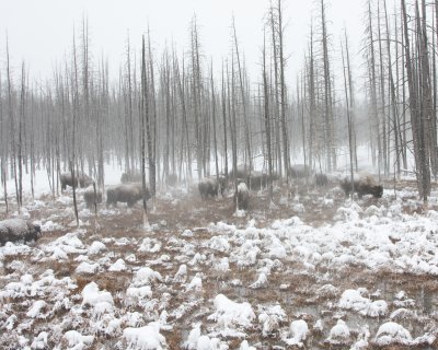 Bison in Yellowstone