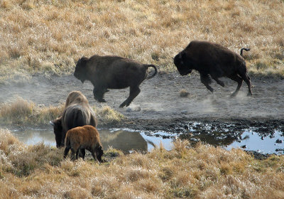 Playing bison