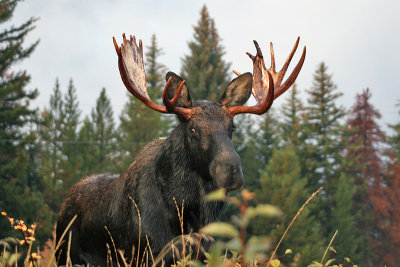 Bull moose