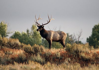 Bull elk