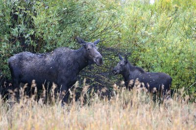 Cow moose and calf