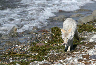 Coyote