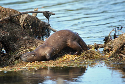 Otter