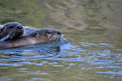 Otters