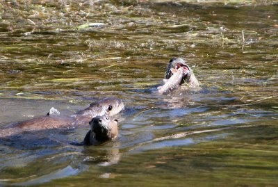 Otters