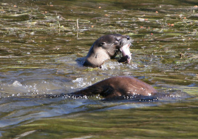 Otters