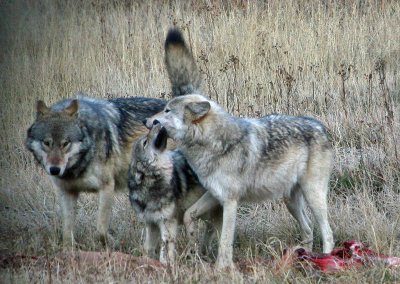 Wolves playing