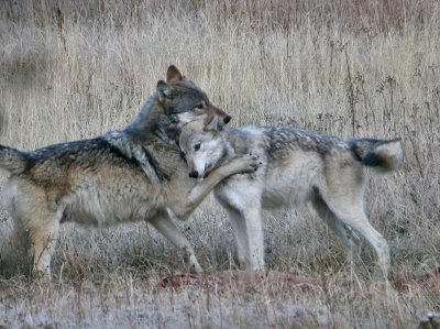 Wolves playing