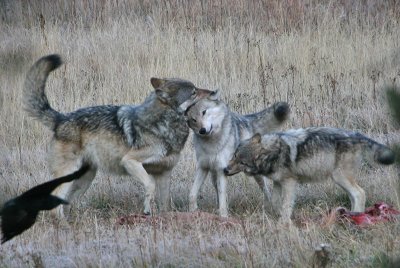 Wolves playing