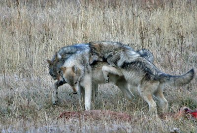 Wolves playing