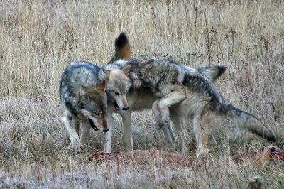 Wolves playing