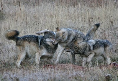 Wolves playing