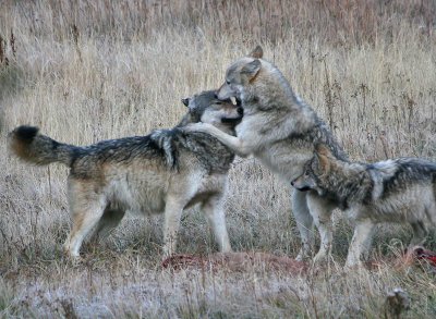 Wolves playing