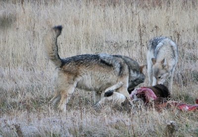 Wolves on carcass