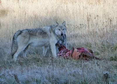 Wolves on carcass