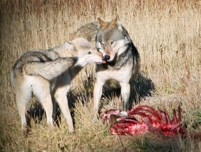 Wolves playing