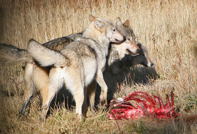 Wolves on carcass