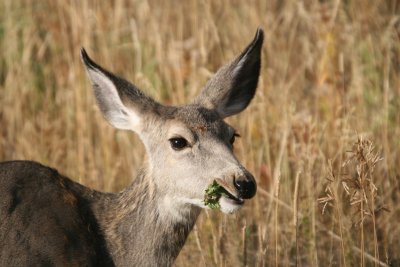 Mule deer