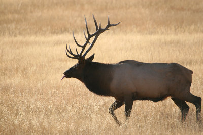 Bull elk