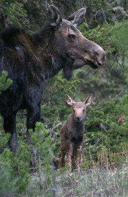 Moose & calf
