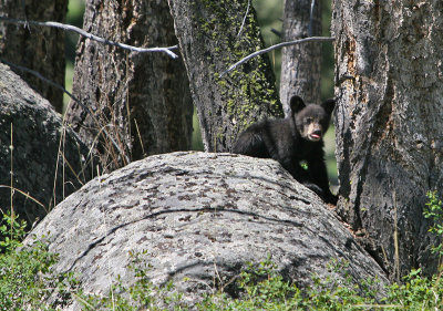 Black Bear cub