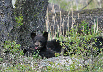 Black Bear cub