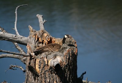 Goose nesting in tree