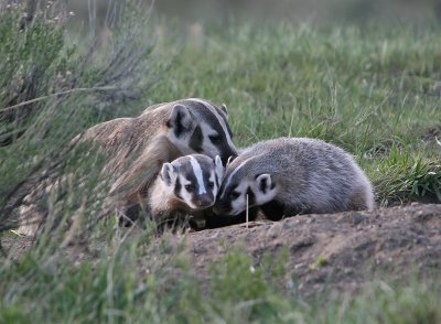 Badger mom & kits