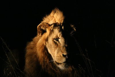 Majingilana male lion