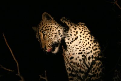 Female leopard on a duiker kill