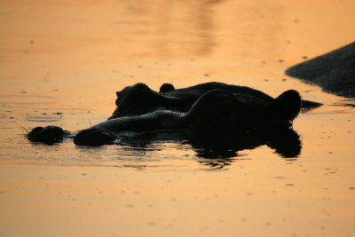 Hippo at sunrise