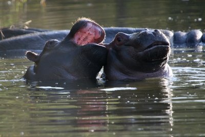 Hippo babies playing