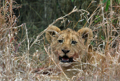 3 month old lion cub