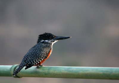 Giant Kingfisher